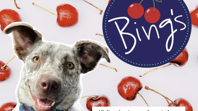Bing's - perfect gift, garden art pole, or greeting card